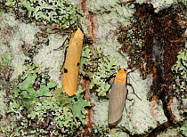 Four-spotted Footman (Lithosia quadra) moth, male and female, Aland Islands, Finland, August.