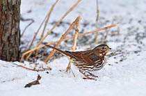 Fox Sparrow (Passerella iliaca) in snow, southwest Finland, February.
