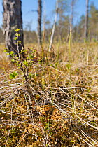 Freija Fritillary butterfly (Boloria / Clossiana freija) female in habitat, central Finland, May.