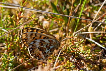 Freija Fritillary butterfly (Boloria / Clossiana freija) female, central Finland, May.