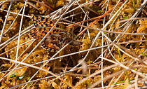 Freija Fritillary butterfly (Boloria / Clossiana freija) female laying eggs, central Finland, May.