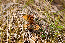 Frigga Fritillary butterfly (Boloria / Clossiana frigga) male and female, central Finland, June.