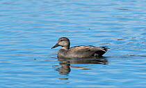 Gadwall (Anas strepera) adult male, southern Finland, May.