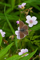 Geranium Argus butterfly (Plebejus eumedon) female, South Karelia, southern Finland, June.