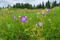 Geranium Argus butterfly (Plebejus eumedon) on Wood Cranesbill (Geranium sylvaticum) in habitat, northern Finland, June.