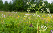 Geranium Argus butterfly (Plebejus eumedon) flying in habitat, northern Finland, June.