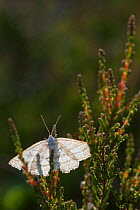 Grass Wave moth (Perconia strigillaria) backlit, Finland, June.