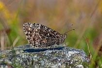 Grayling butterfly (Hipparchia semele)  Aland Islands, Finland, August.