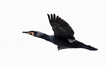 Great Cormorant (Phalacrocorax carbo) in flight, southern Finland, April.