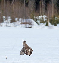 Great Grey Owl (Strix nebulosa) diving for prey, southern Finland, April.