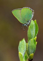 Green Hairstreak butterfly (Callophrys rubi) central Finland, May.