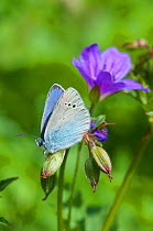 Green-Underside Blue butterfly (Glaucopsyche alexis) male, central Finland, June.