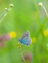 Green-Underside Blue butterfly (Glaucopsyche alexis) male, central Finland, June.