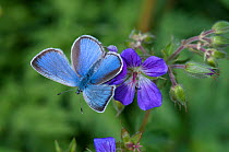 Green-Underside Blue butterfly (Glaucopsyche alexis) female, South Karelia, southern Finland, June.