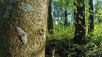 Grey Birch butterfly (Aethalura punctulata) resting on tree trunk in woodland  habitat, Pirkanmaa, Finland, May.