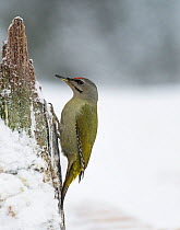 Grey-headed Woodpecker (Picus canus) male, southern Finland, January.