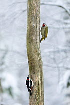 Grey-headed Woodpecker (Picus canus) and Great Spotted Woodpecker (Dendrocopos major) males on tree trunk, southern Finland, January.
