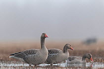 Greylag Geese (Anser anser) on foggy morning, northern Finland, April.