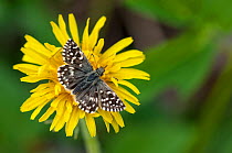 Grizzled Skipper butterfly (Pyrgus malvae) male on flower, central Finland, May.