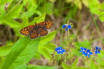 Heath Fritillary butterfly (Melitaea athalia) male, South Karelia, southern Finland, June.
