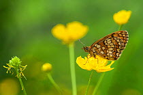 Heath Fritillary butterfly (Melitaea athalia)  South Karelia, southern Finland, June.