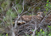 Hen Harrier (Circus cyaneus) female on a nest with mosquitos, central Finland, June.