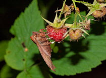 Herald moth (Scoliopteryx libatrix) on raspberry, Kotka, Finland