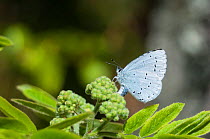 Holly Blue butterfly (Celastrina argiolus) female laying eggs on rowan tree, central Finland, May.