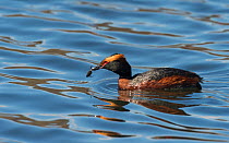 Horned Grebe (Podiceps auritus) with diving beetle prey, southern Finland, May.