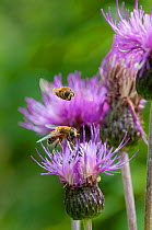 Hoverflies (Syrphidae) male approaching female on Knapweed (Centaurea) South Karelia, southern Finland, July.