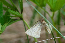 Looper moth (Hypoxystis pluviaria) male, central Finland, May.