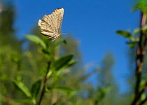 Looper moth (Hypoxystis pluviaria) female, central Finland, May.