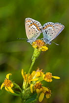 Idas Blue or Northern Blue butterflies (Plebejus idas) copulating, male with unusual black stripe, Lapland, Karigasniemi, Finland, July.