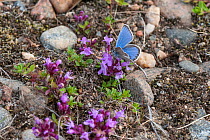 Idas Blue or Northern Blue (Plebejus idas) male feeding, Lapland, Karigasniemi, Finland, July.