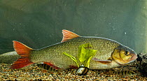 Ide or Orfe fish (Leuciscus idus) in aquarium, central Finland, May.