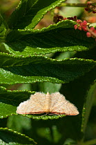 Isle of Wight Wave moth (Idaea humiliata) southern Finland, July.