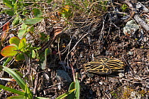 Labrador Tiger Moths (Grammia quenseli) mating, Lapland, Finland, July.
