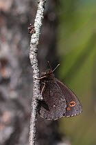 Lapland Ringlet butterfly (Erebia embla) northern Finland, June.