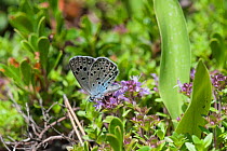 Large Blue butterfly ( Phengaris arion) feeding, eastern Finland, June.