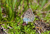 Large Blue butterfly (Phengaris arion) female laying eggs, eastern Finland, June.