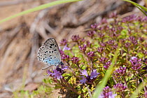 Large Blue butterfly (Phengaris arion) male feeding on nectar, eastern Finland, June.