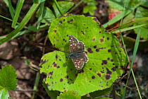 Large Grizzled Skipper butterfly (Pyrgus alveus) female, southwest Finland, July.