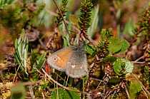 Large Heath butterfly (Coenonympha tullia) central Finland, June.