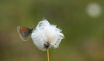 Large Heath butterfly (Coenonympha tullia) on cotton grass, central Finland, June.
