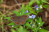 Large Wall Brown butterfly (Pararge maera) female, South Karelia, southern Finland, June.