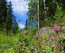 Large Wall Brown butterfly (Pararge maera) male flying in habitat, central Finland, July.