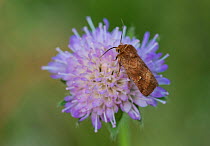 The Silurian moth (Lasionycta / Eriopygodes imbecilla) female on scabious flower, Joutsa (formerly Leivonmaki), Finland, July.