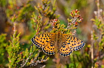 Lesser Marbled Fritillary butterfly (Brenthis ino) newly emerged female, Finland, July.