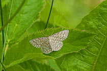 Lewes Wave moth (Scopula immorata) on leaf, South Karelia, southern Finland, June.