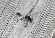 Lilypad Whiteface dragonfly (Leucorrhinia caudalis) male resting, Joutsa, Finland, May.